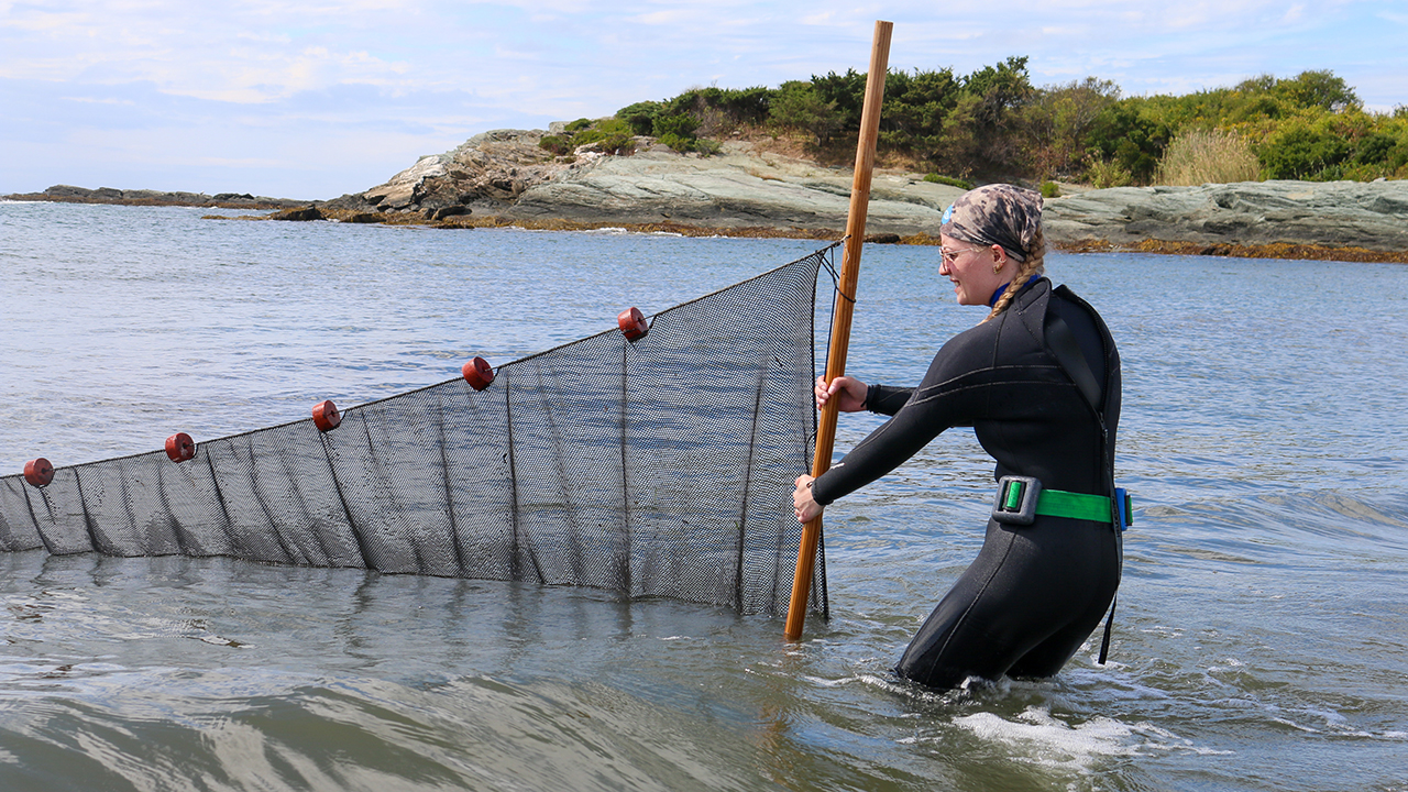 Person in a wetsuit holding a net in coastal waters, with rocky shoreline in the background.