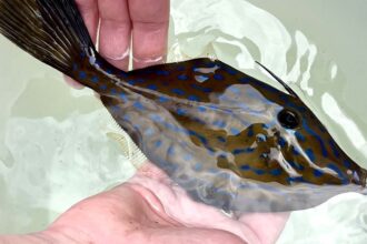 A scrawled filefish, which is brown with blue spots