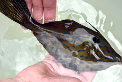 A scrawled filefish, which is brown with blue spots