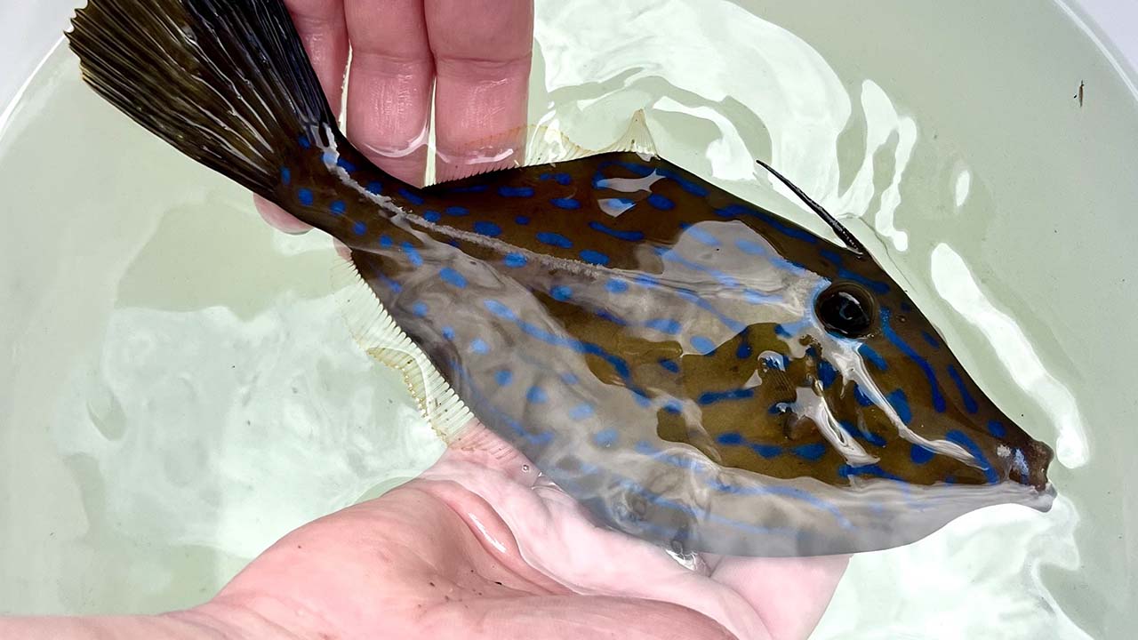 A scrawled filefish, which is brown with blue spots