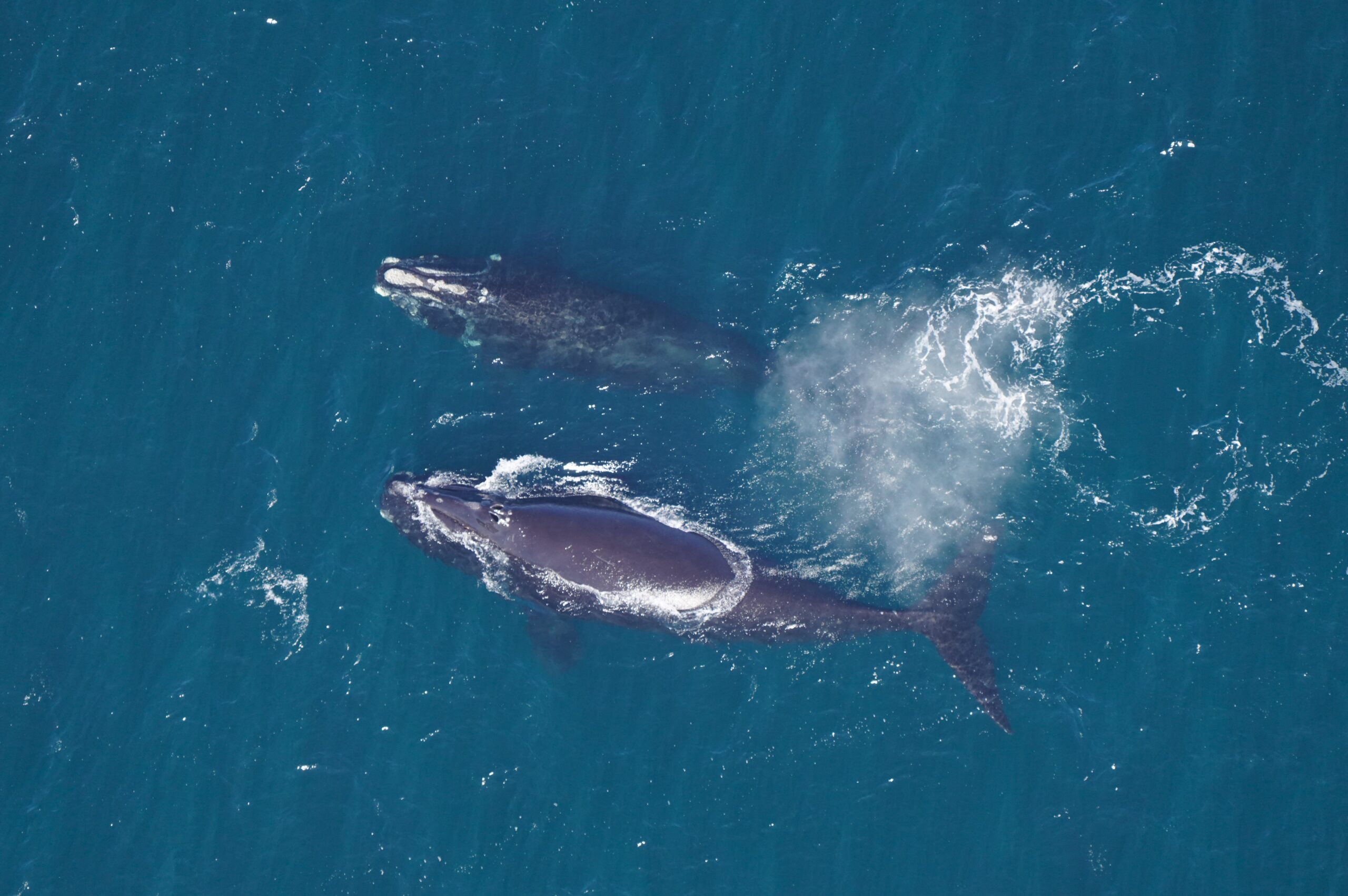 Right whale female “Fission” (Catalog #3790) with unnamed juvenile male whale Catalog #5191 during an aerial survey over southern New England waters in March 2023. CREDIT: New England Aquarium, taken under NOAA research permit #25739
