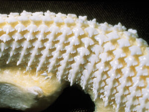Jaw of nurse shark showing rows of uniquely shaped replacement teeth