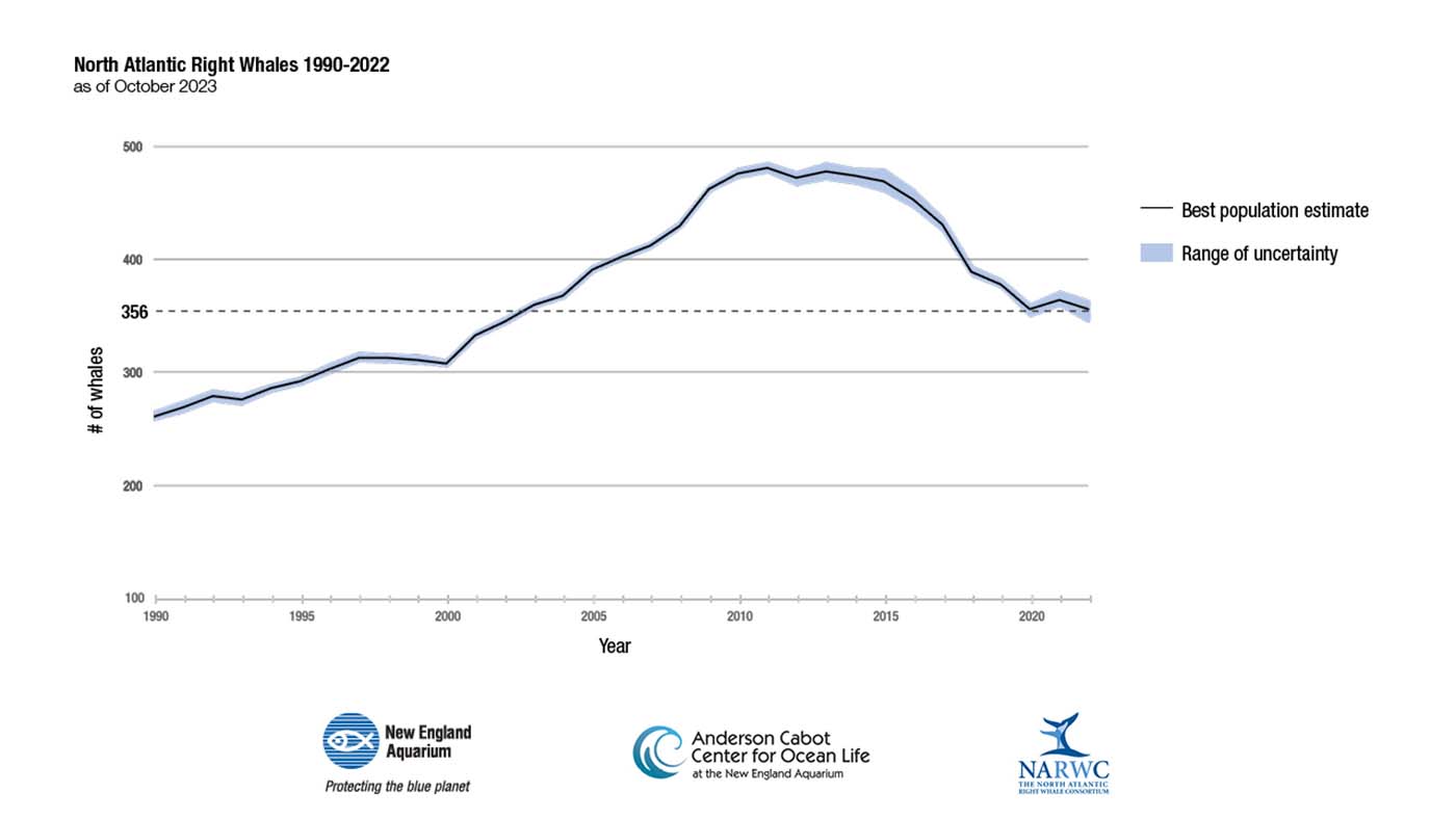 A graph showing right whale population numbers since 1990