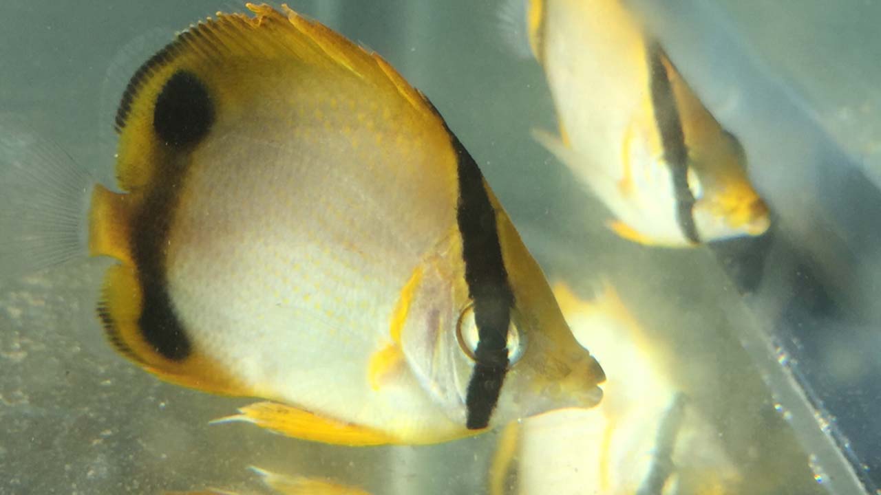 A young spotfin butterfly fish, which is yellow with a black stripe