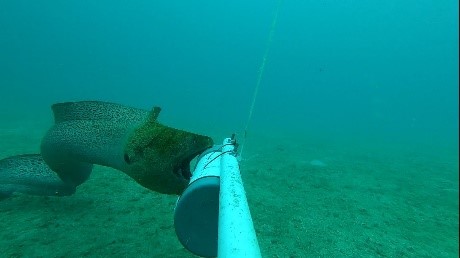 Giant Moray