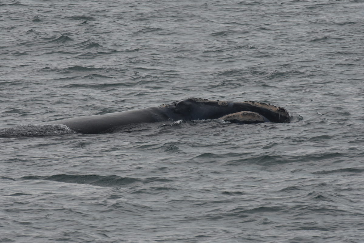 Gandalf, a 31-year-old male named for a “staff-looking” scar behind his left blowhole, swims by the boat.