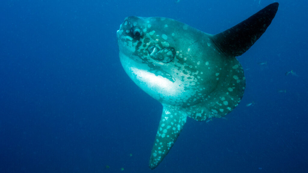 Ocean sunfish also known as a mola