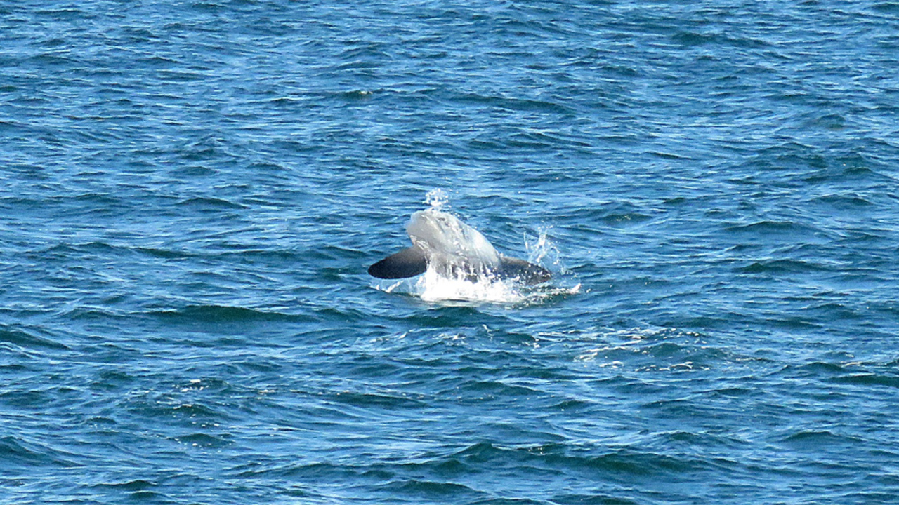 mola breaches the surface of the ocean