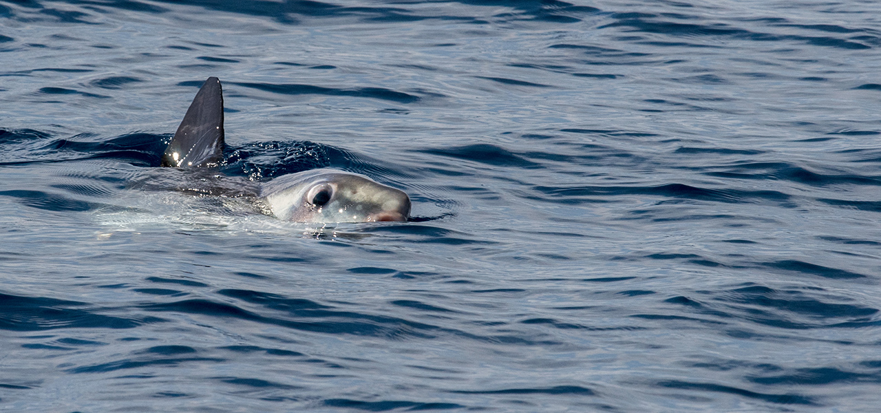 Sunfish or shark?