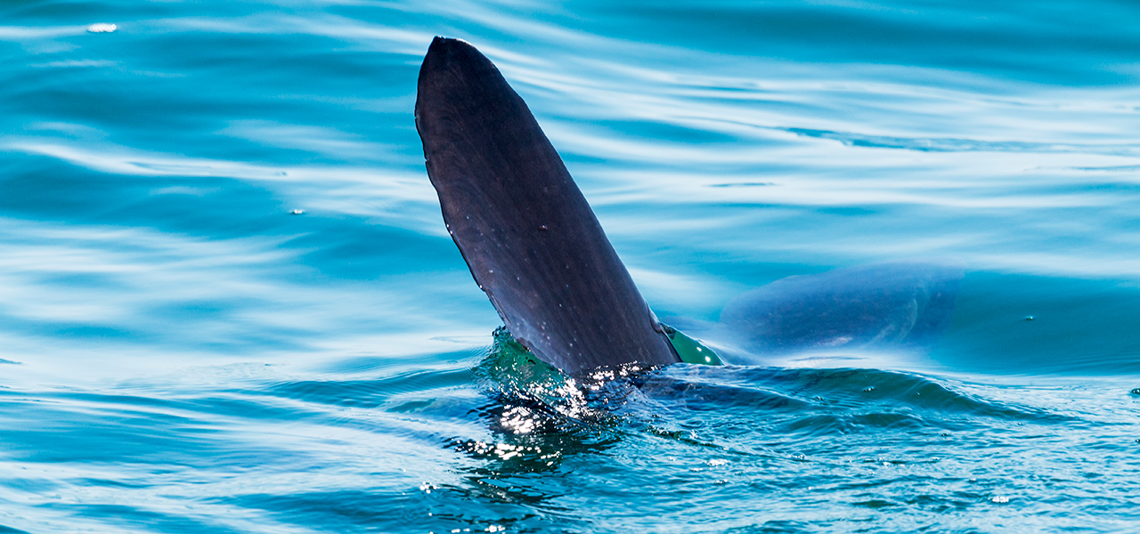 Sunfish or shark?