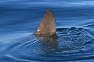 Sunfish or shark?