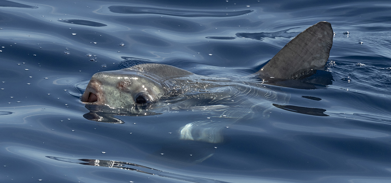 Sunfish or shark?