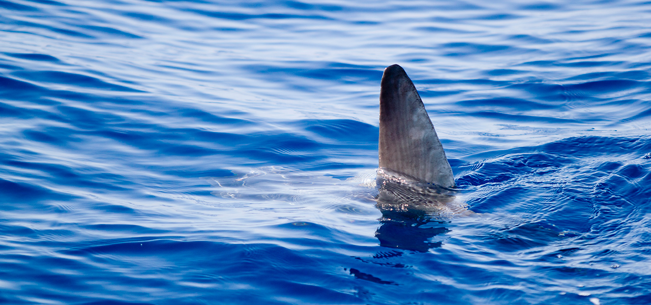 Sunfish or shark?