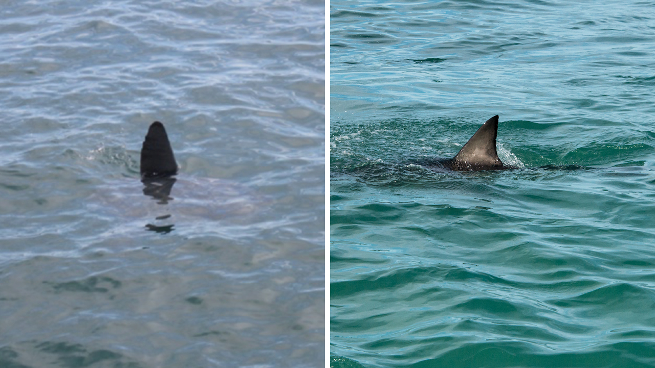 The fin on the left is the more rounded fin of the ocean sunfish , while the fin on the right is the more triangular fin of a white shark.