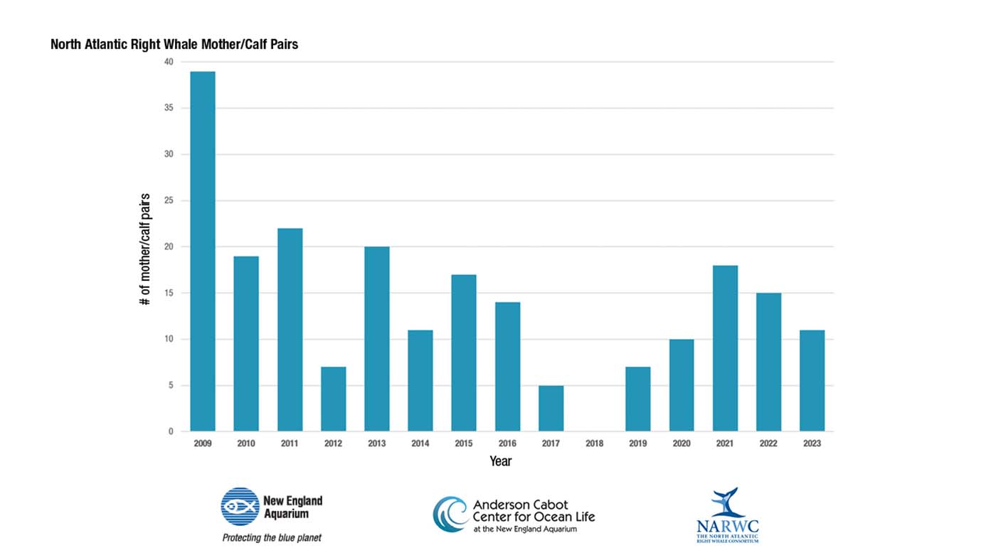 A graph showing right whale mother and calf pair numbers