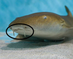 Nurse shark with barbels above mouth