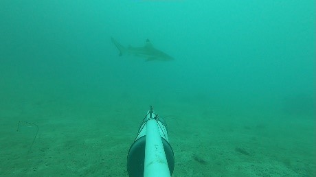 Blacktip Reef Shark