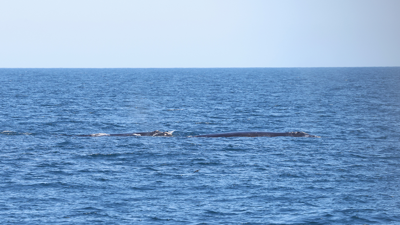 Pico and her calf