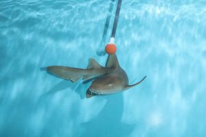Cirri target training with our Aquarist
