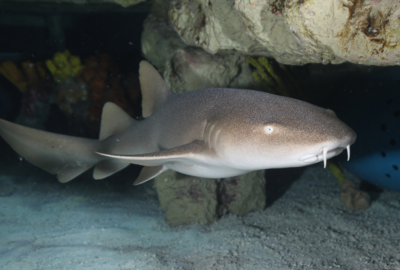 Cirri, our new nurse shark