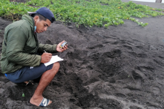 Dany Cante taking notes on an olive ridley nest crawl found near the Hawaii Park.