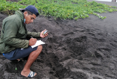 Dany Cante taking notes on an olive ridley nest crawl found near the Hawaii Park.