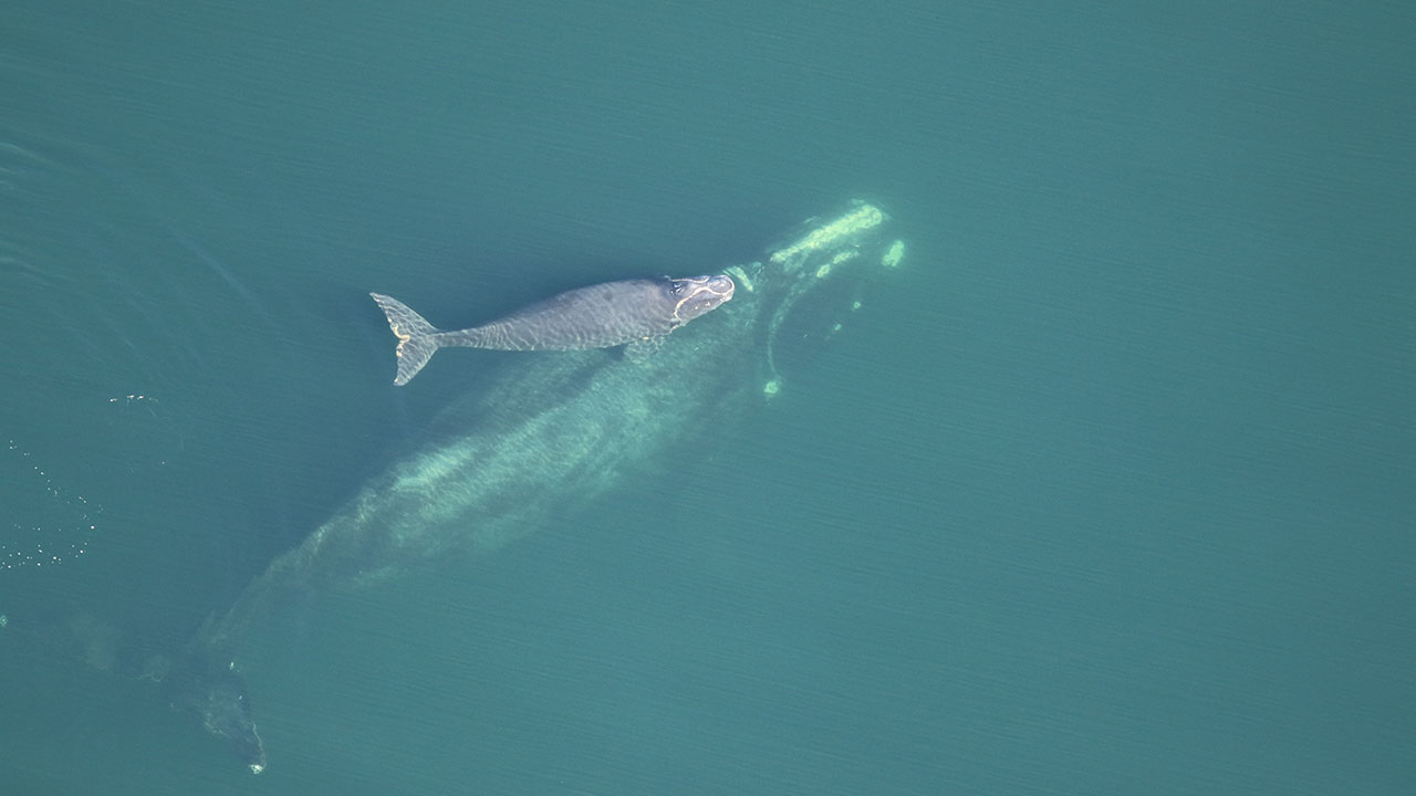 Right whale Catalog #3725 and calf were sighted approximately 14nm off Ponte Vedra Beach, FL on January 30, 2024