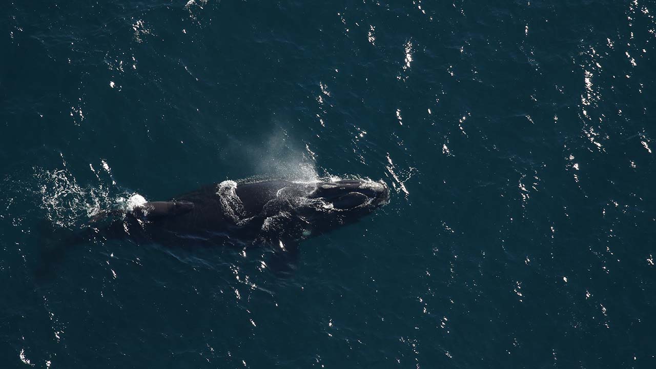 Right whale Catalog #3780 and her newborn calf sighted December 31, 2023, approximately 25nm east of the St. Marys River entrance, GA