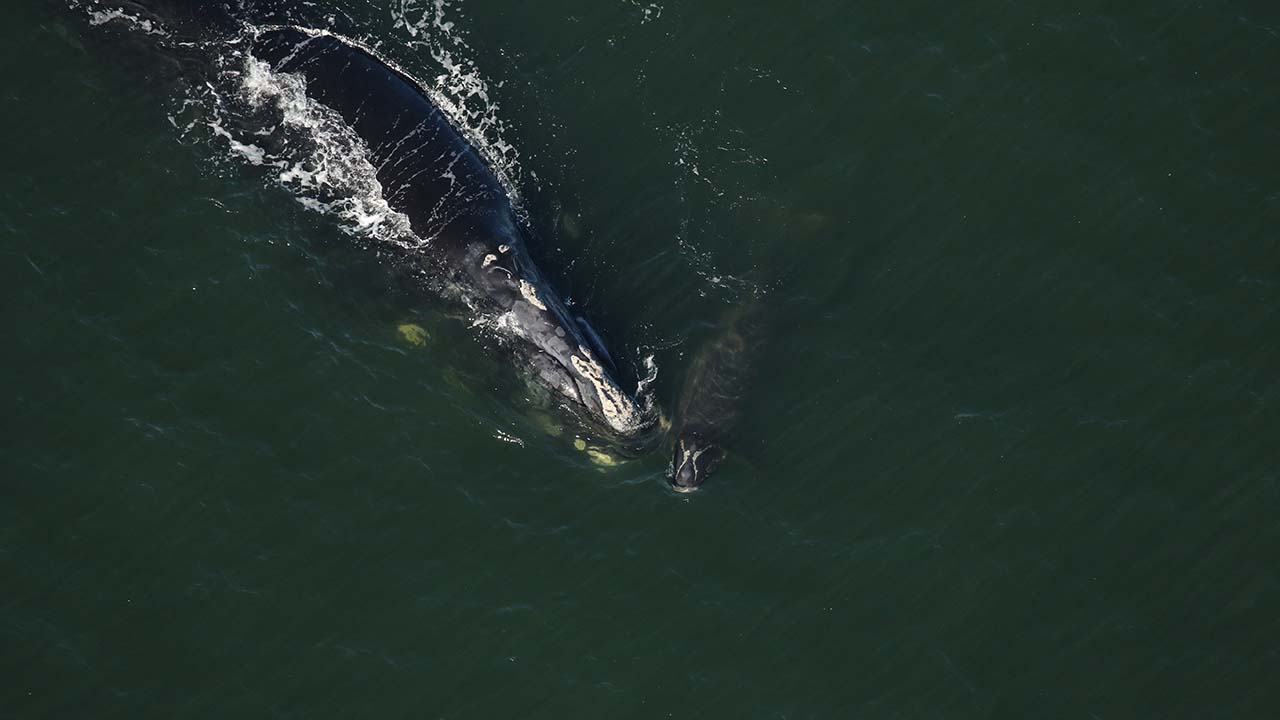 Right whale 