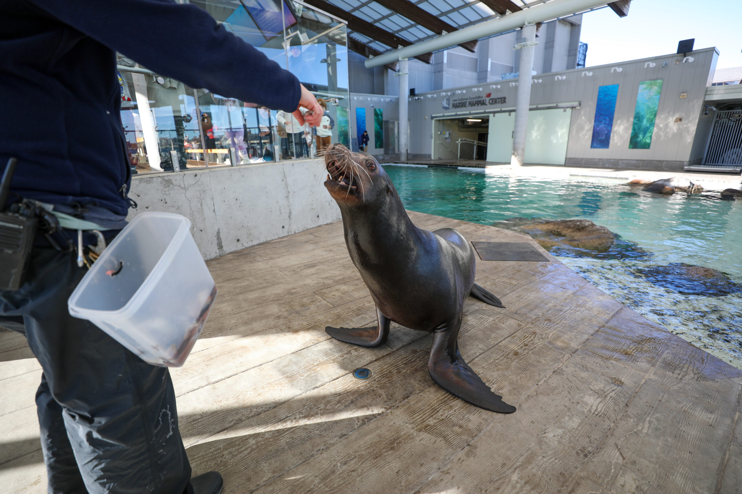 Farley sea lion