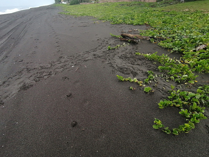 A meandering olive ridley nesting crawl.