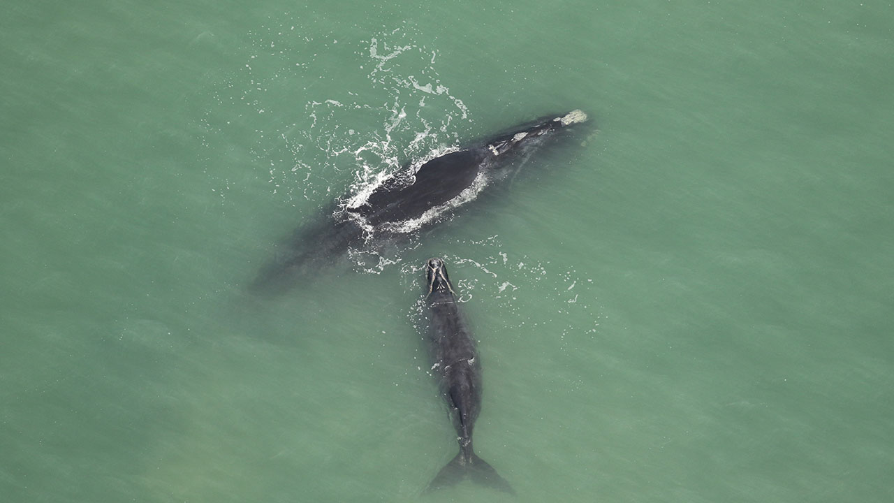 Right whale 