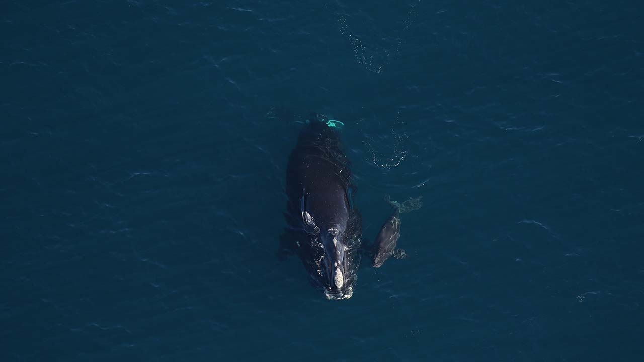 Right whale Catalog #3360 “Horton” and calf