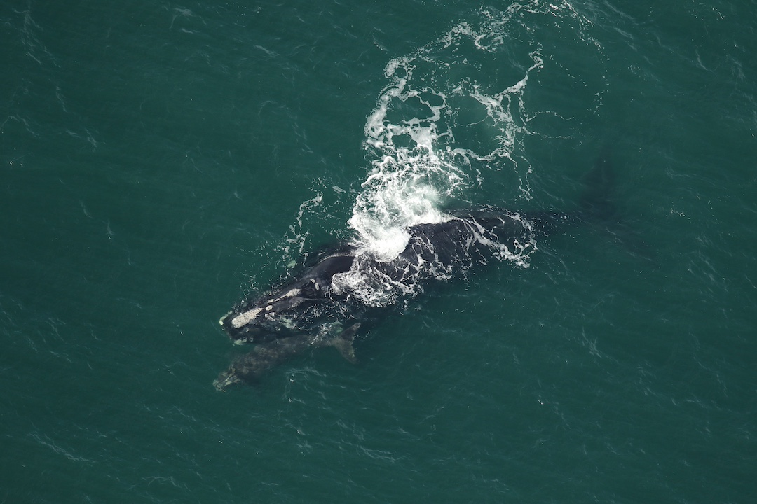 Right Whale 
