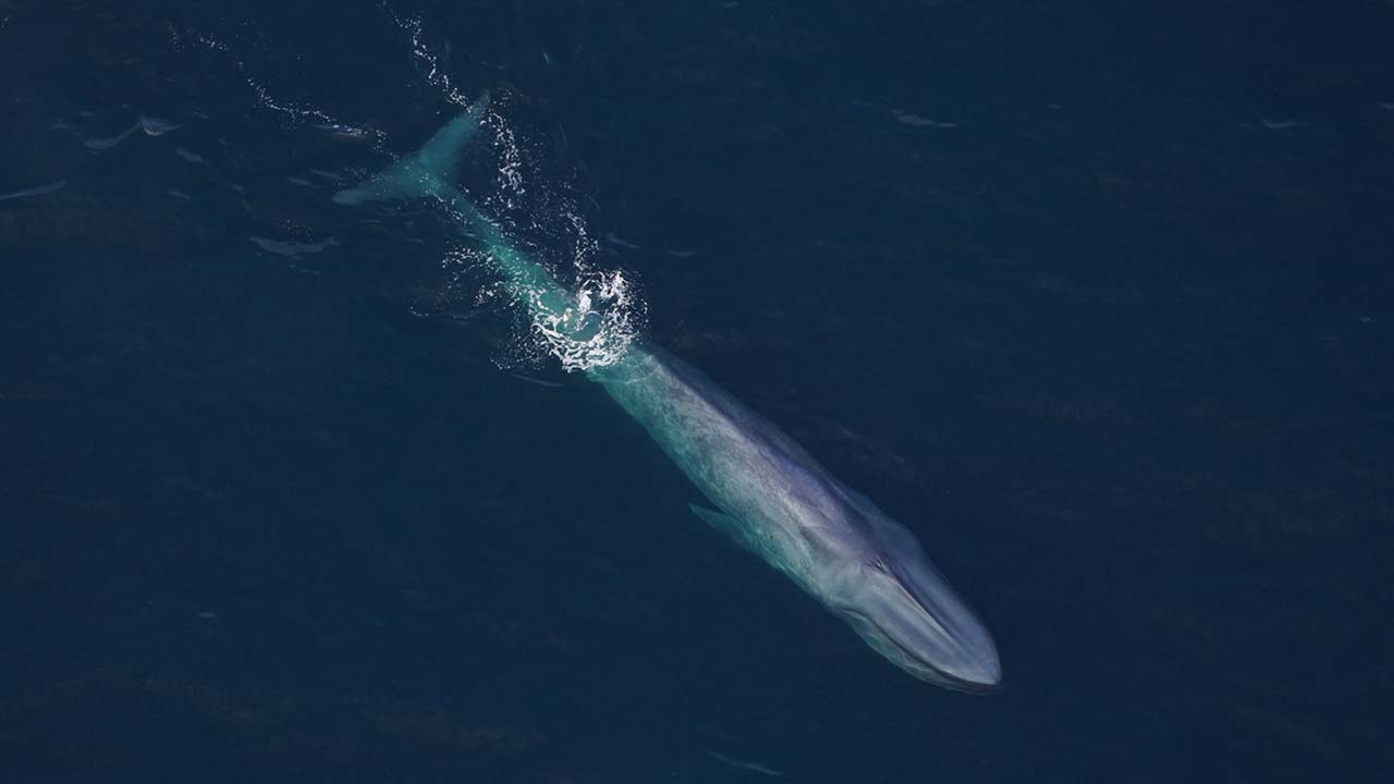 A blue whale at the surface