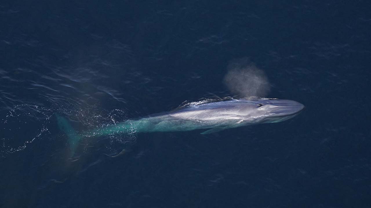 A blue whale at the surface