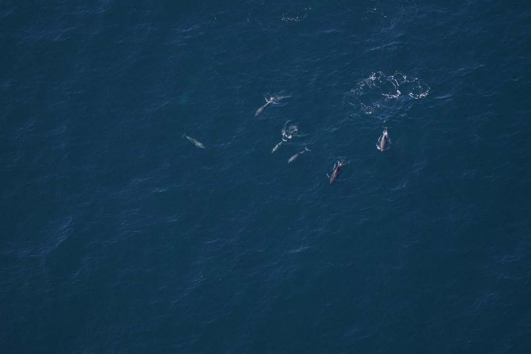 A pod of bottlenose dolphins
