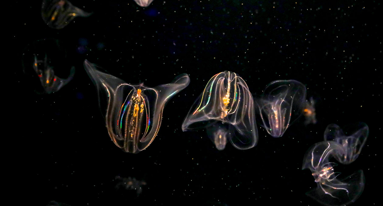 comb jellies appear to twinkle