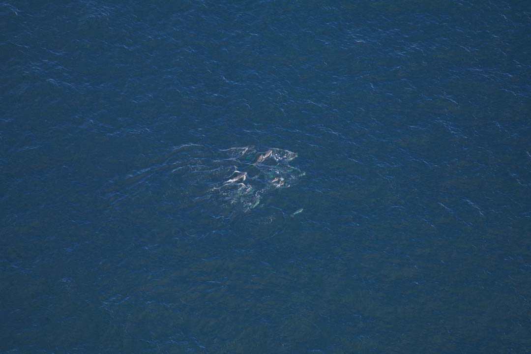 A pod of common dolphins