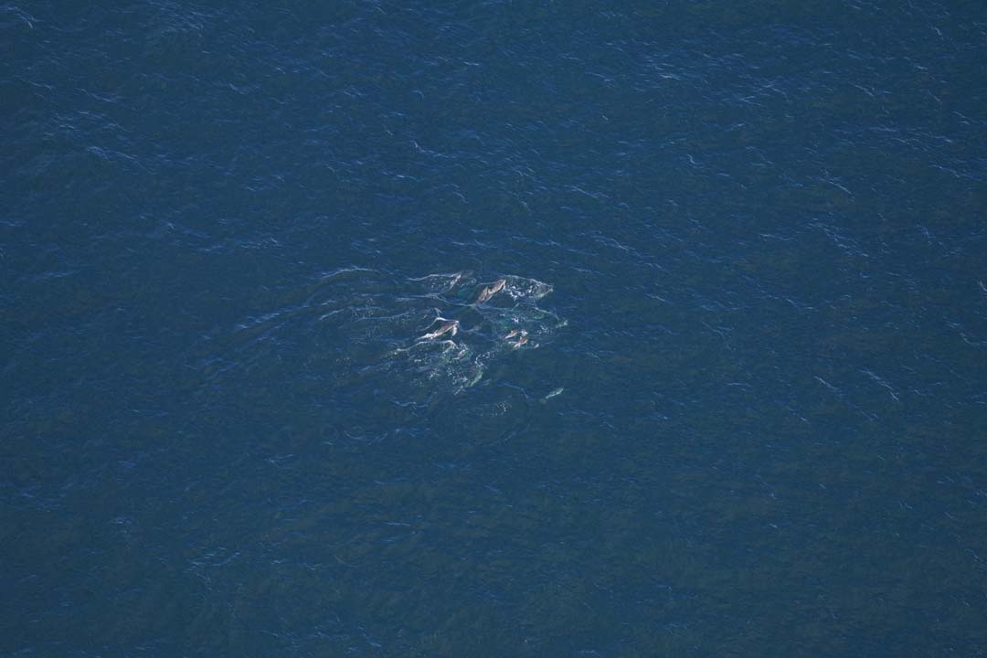 A pod of common dolphins