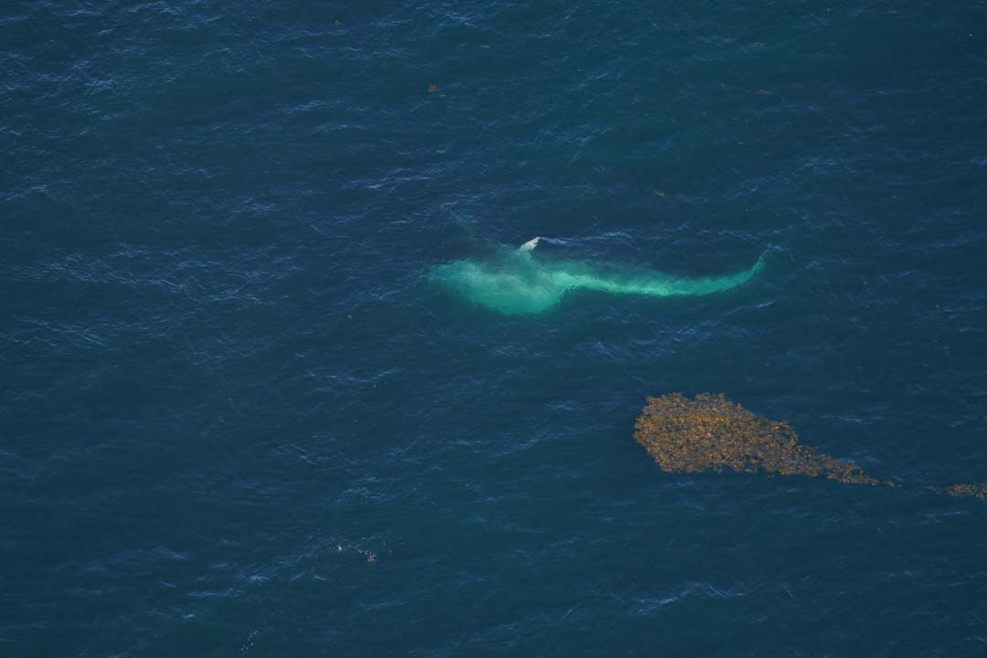 A fin whale lunge feeding, swimming with its mouth open