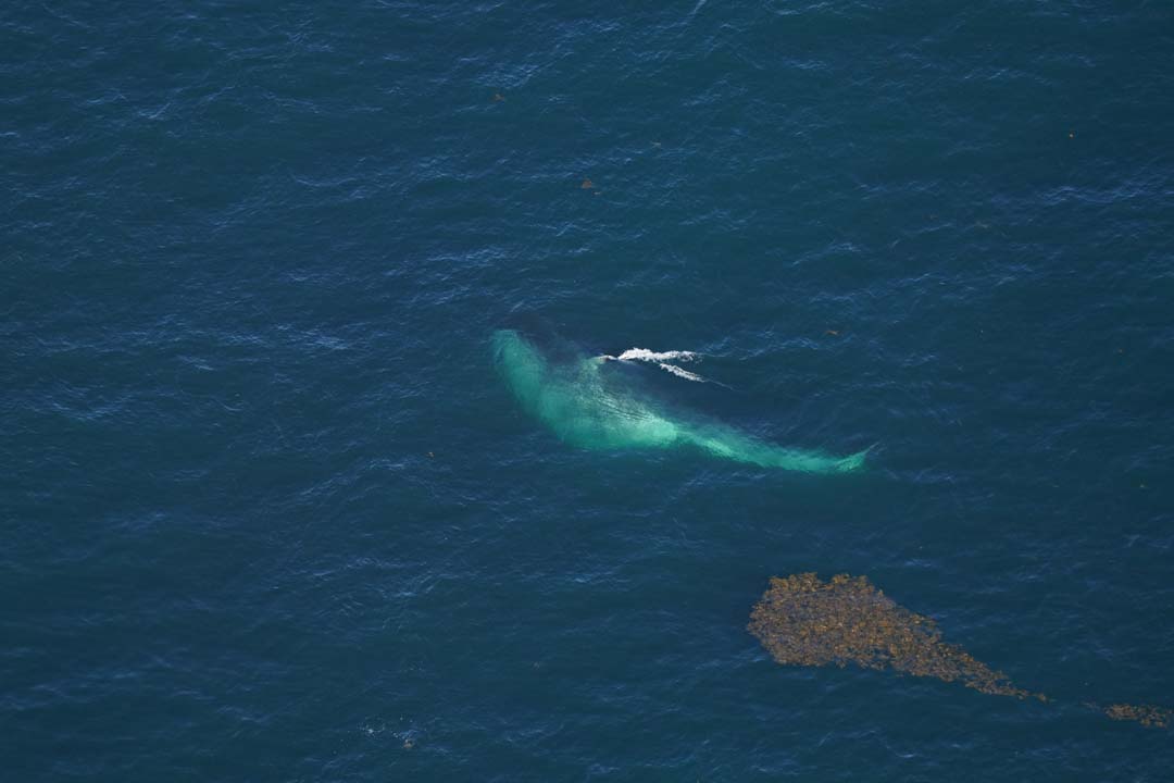 A fin whale lunge feeding, swimming with its mouth open