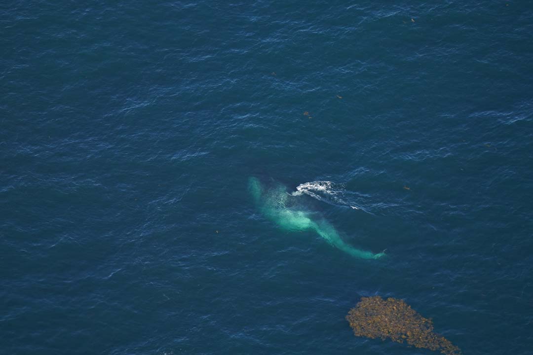 A fin whale lunge feeding, swimming with its mouth open