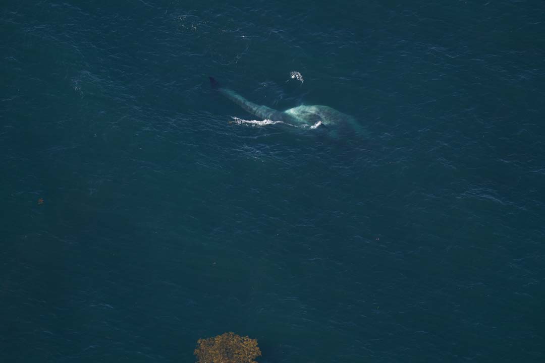 A fin whale lunge feeding, swimming with its mouth open