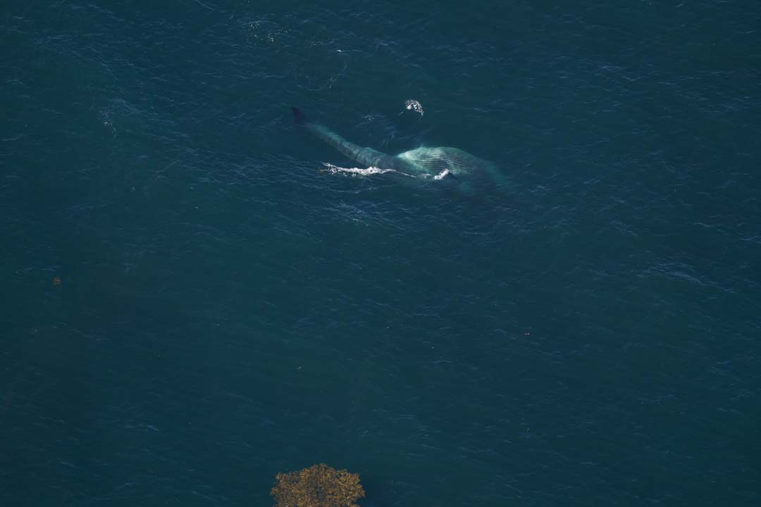 A fin whale lunge feeding, swimming with its mouth open