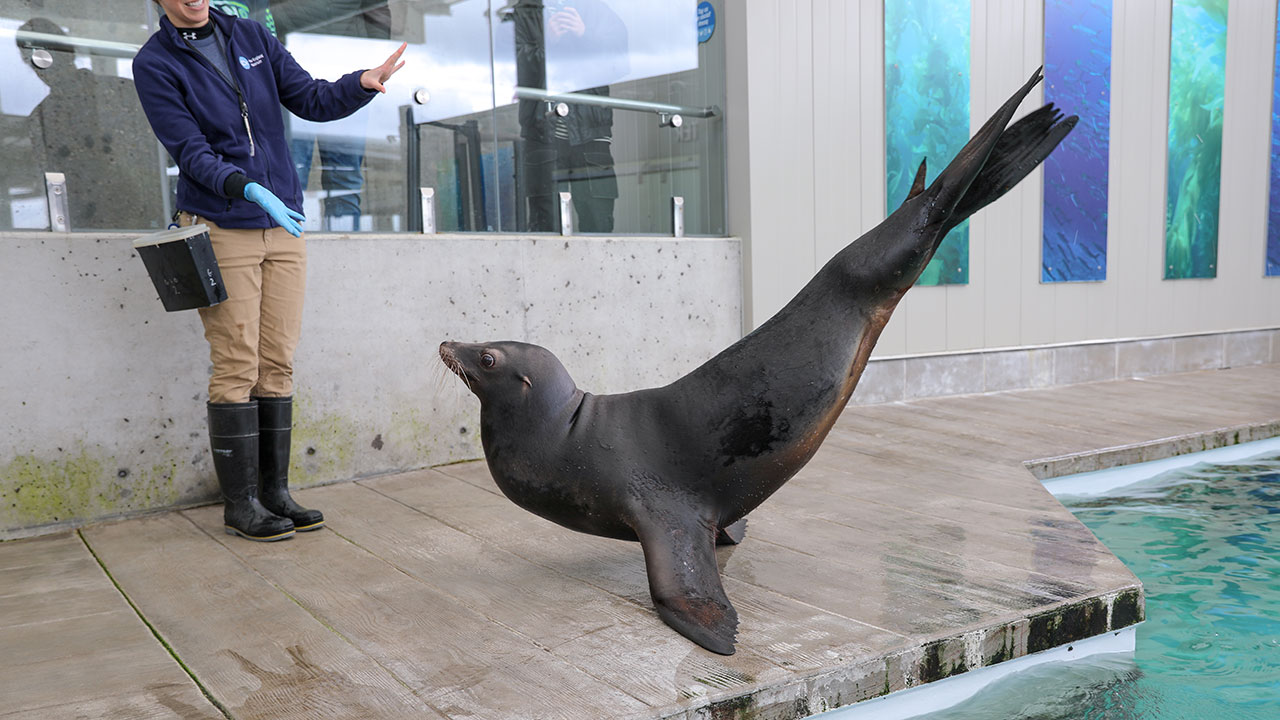 Sea lion Gio displays a behavior where she poses in a banana shape