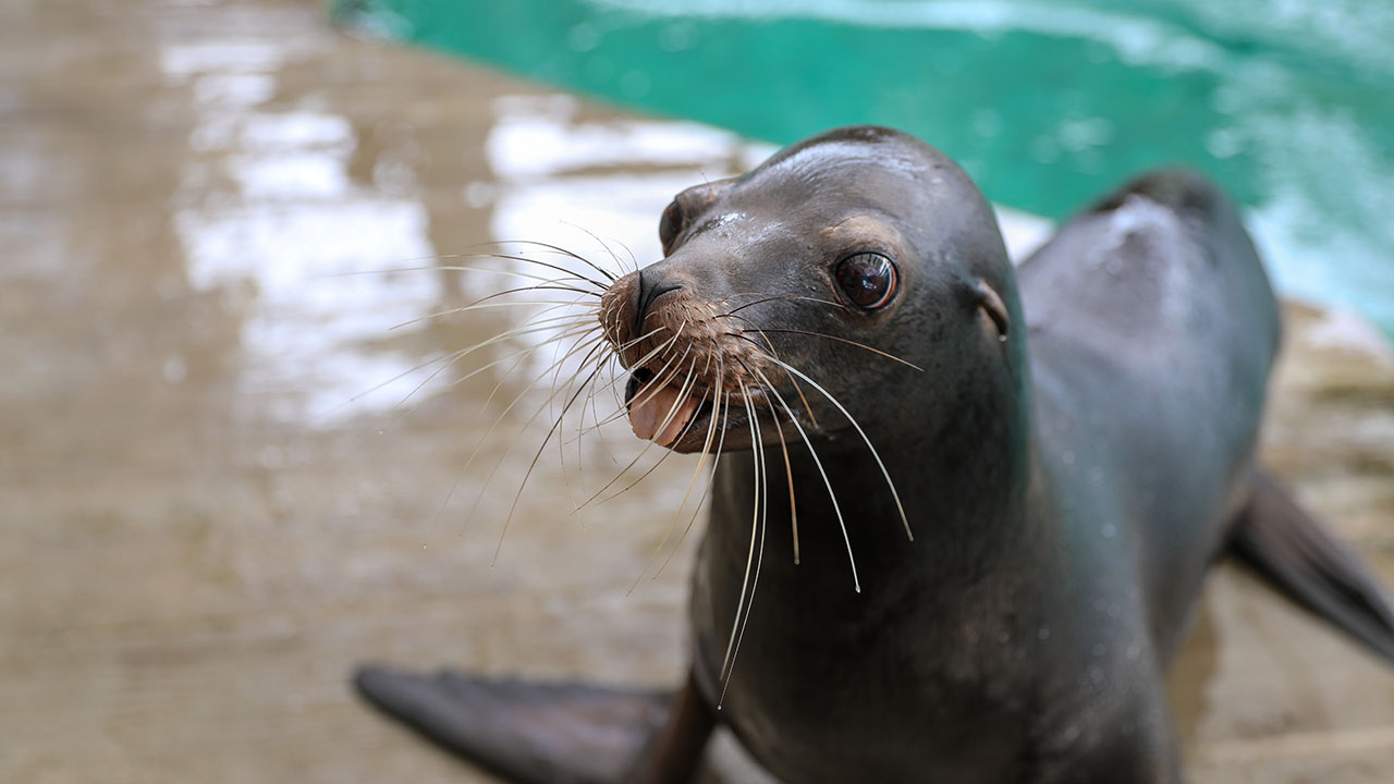 California sea lion Gio sticks out her tongue