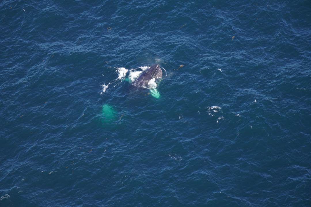 A humpback whale feeding