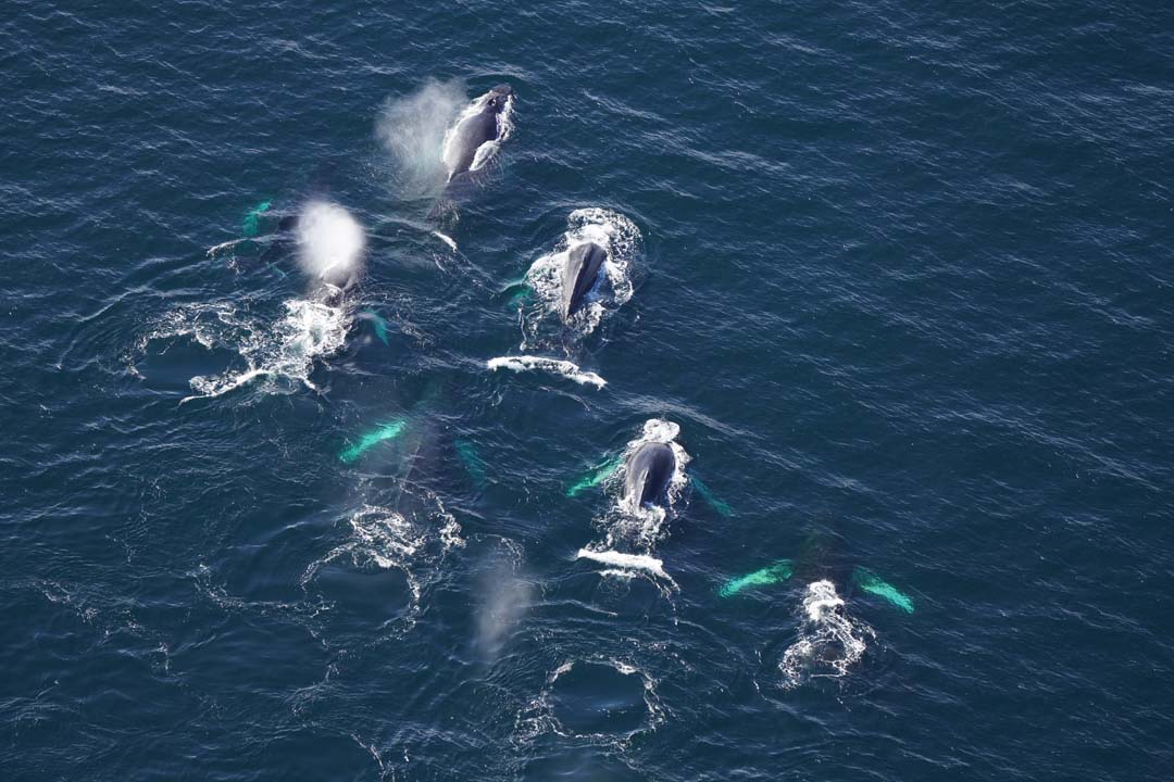 A group of eight humpback whales