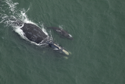 Right whale Juno and calf swimming together